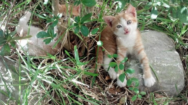 _勇士开启三分狂潮,火力全开_,勇士三分战术名称