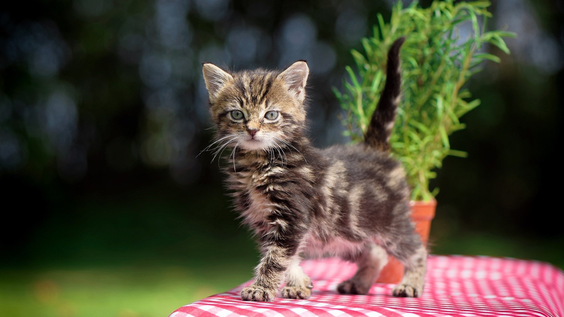 开云APP下载-_勇士火力全开，连胜潮不断_，勇士sg