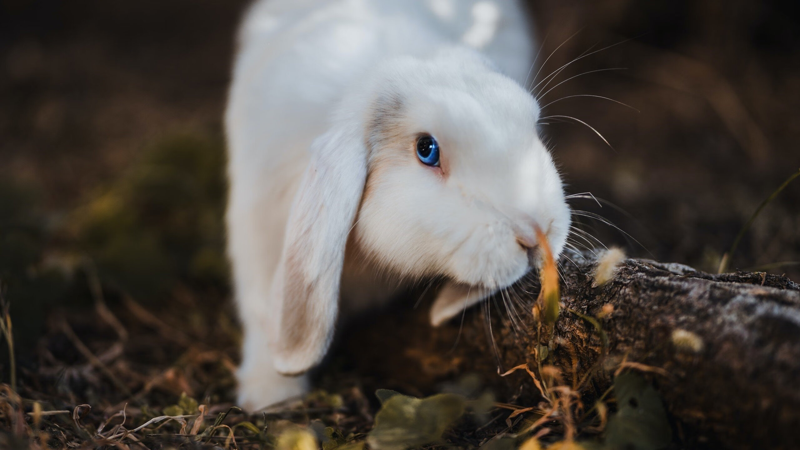 _布宜诺斯艾利斯挑战赛：拉丁美洲网坛的新势力_，布宜诺斯艾利斯全名