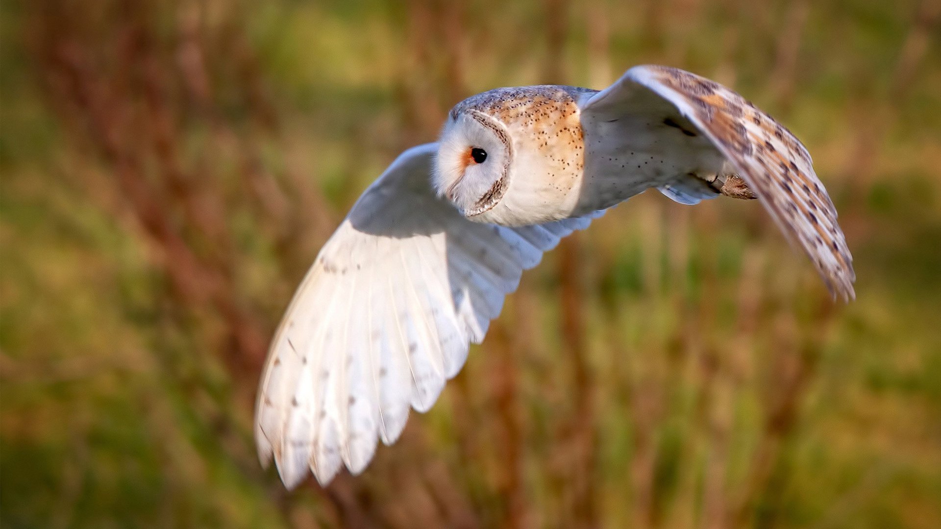 kaiyun sports safe-_运动气球节：色彩缤纷的速度之旅_，运动气球怎么打气