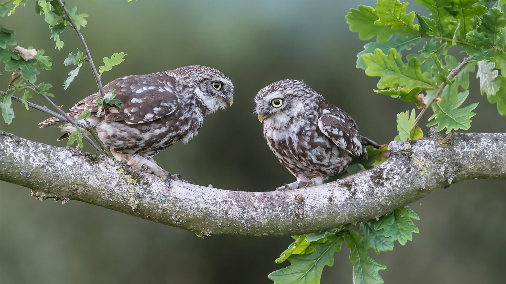 “法甲争冠形势日趋明朗，豪门竞争激烈”，法甲豪门有哪些