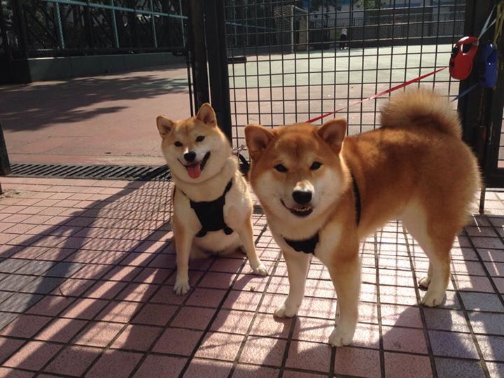 开云网页版-“泥泞激战：雨后泥地上的疯狂追逐”，泥泞的雨天