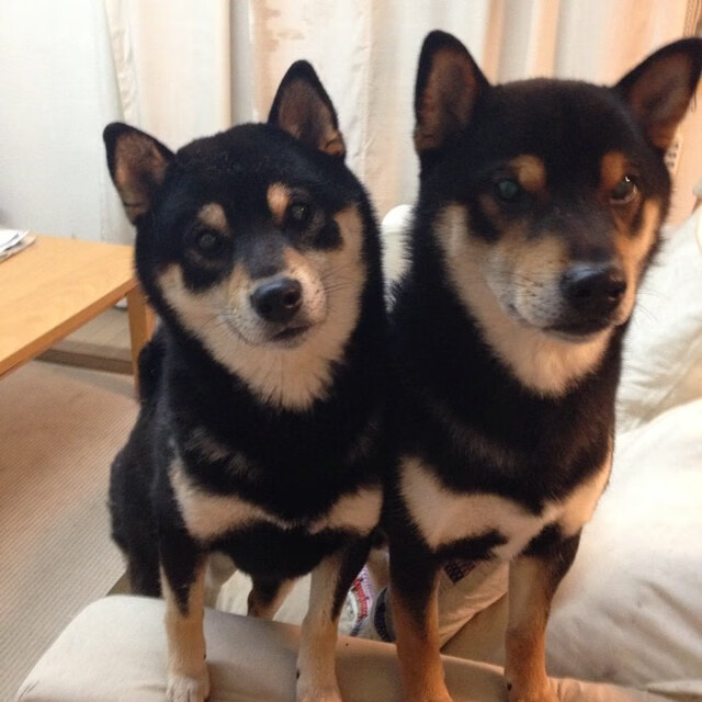 少年骑士挑战赛:青少年的速度对决,少年骑士队百度百科