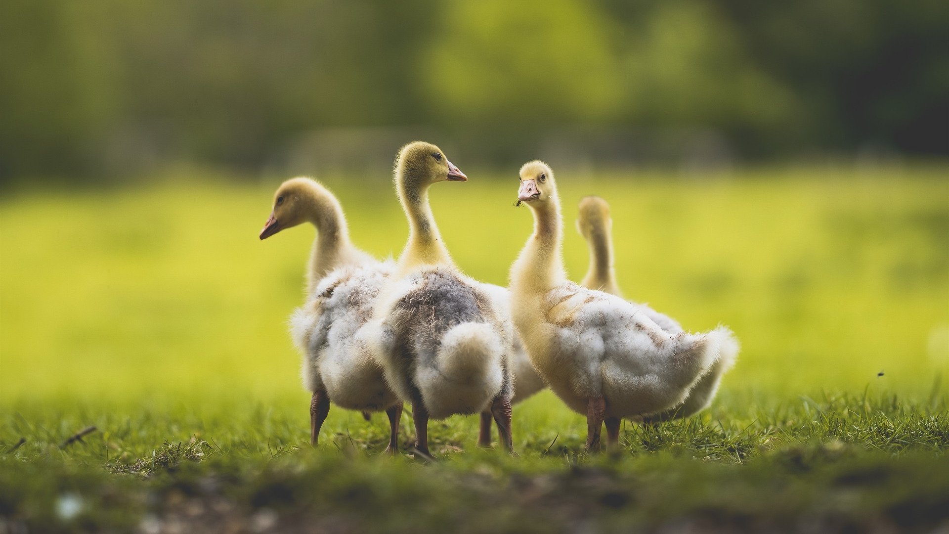 -新晋足球教练打造团队，力争联赛佳绩，足球队教练团队
