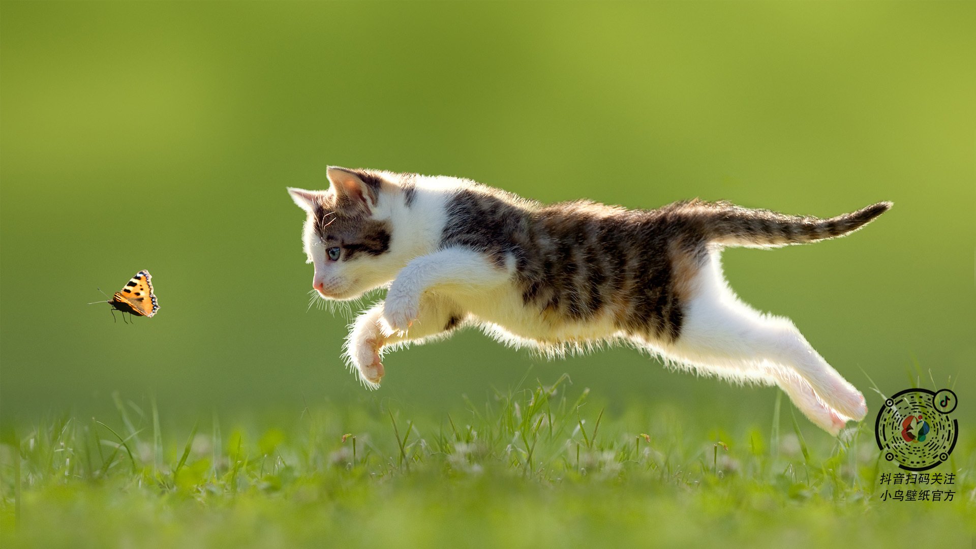 极限飞盘挑战赛，快速反应的巅峰竞技，极限飞盘集锦