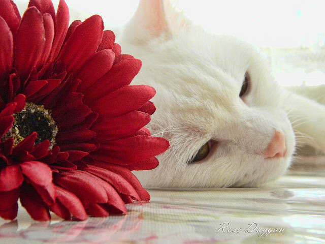 Kysports-特色篮球城项目创新发展，推动城市体育产业新突破，城市篮球公园