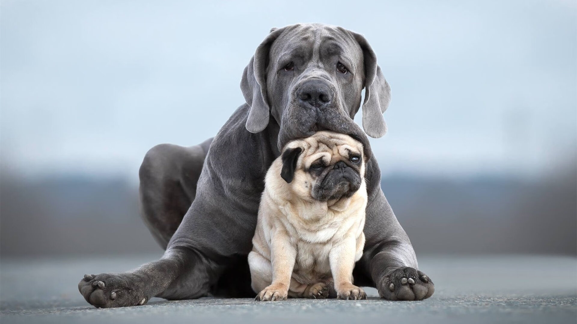 球队抗压能力大考:欧冠中的“世纪大战”,新世纪欧冠历届冠军