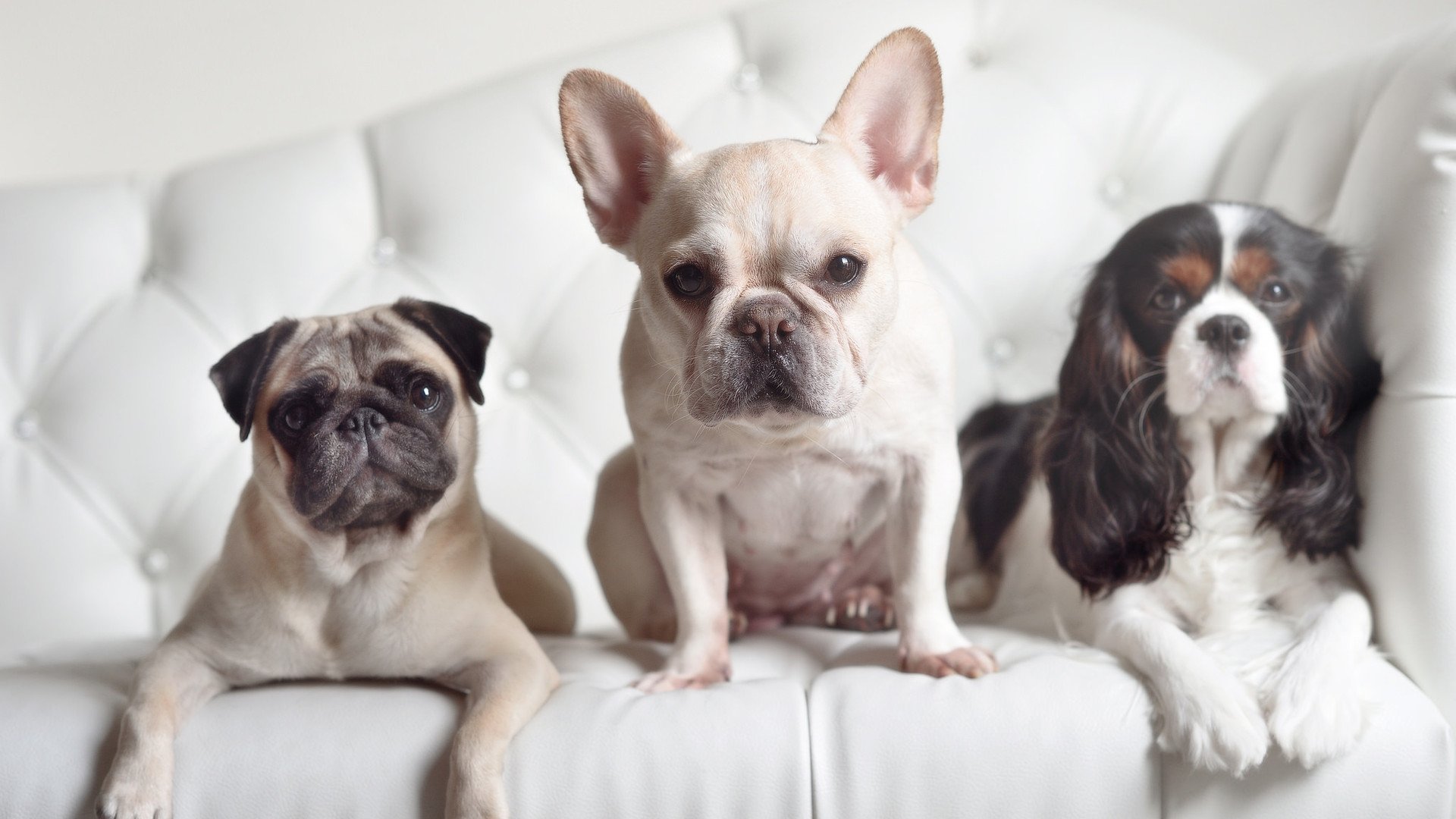 逆境中的“荣耀时刻”,永恒的欧冠经典,荣耀冠军足球