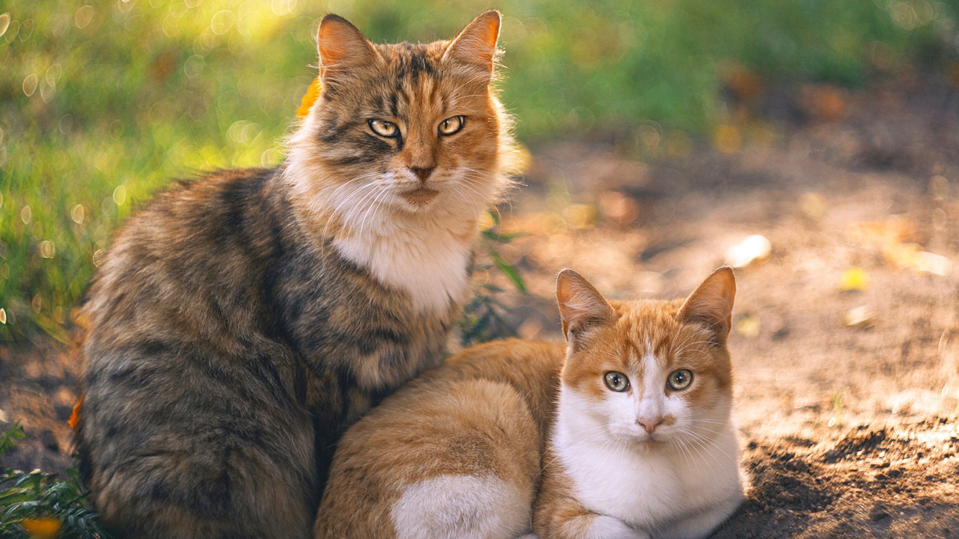 开云APP下载-青少年“学习+运动”结合的“未来学院”青训项目在全国推广，青少年运动教育