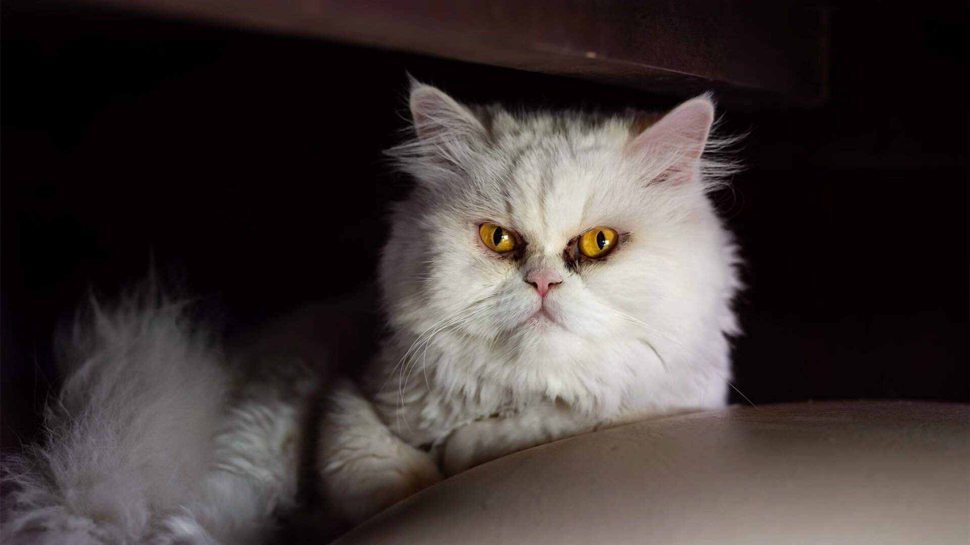 开云体育官方app-面向未来的数字青训平台在行业内逐步推开，行业智能化大势已成