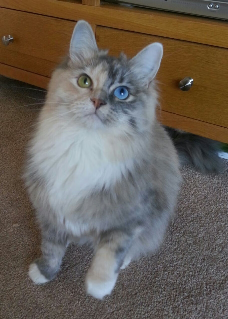 Aster季后赛席位稳固,aster 阵容