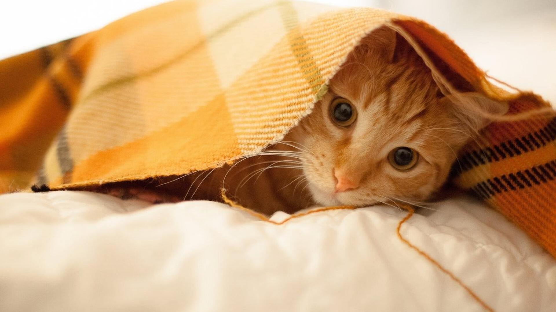 伊朗男足在巴黎奥运会上表现出色，赢得多场比赛，伊朗男足亚洲杯