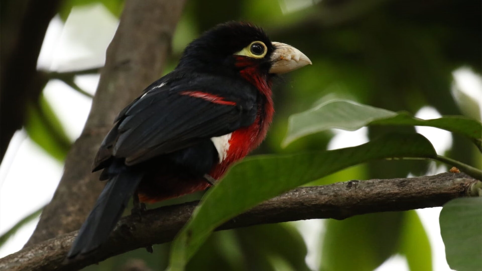 NBA裁判技术辅助系统的发展与应用,nba裁判主导比赛