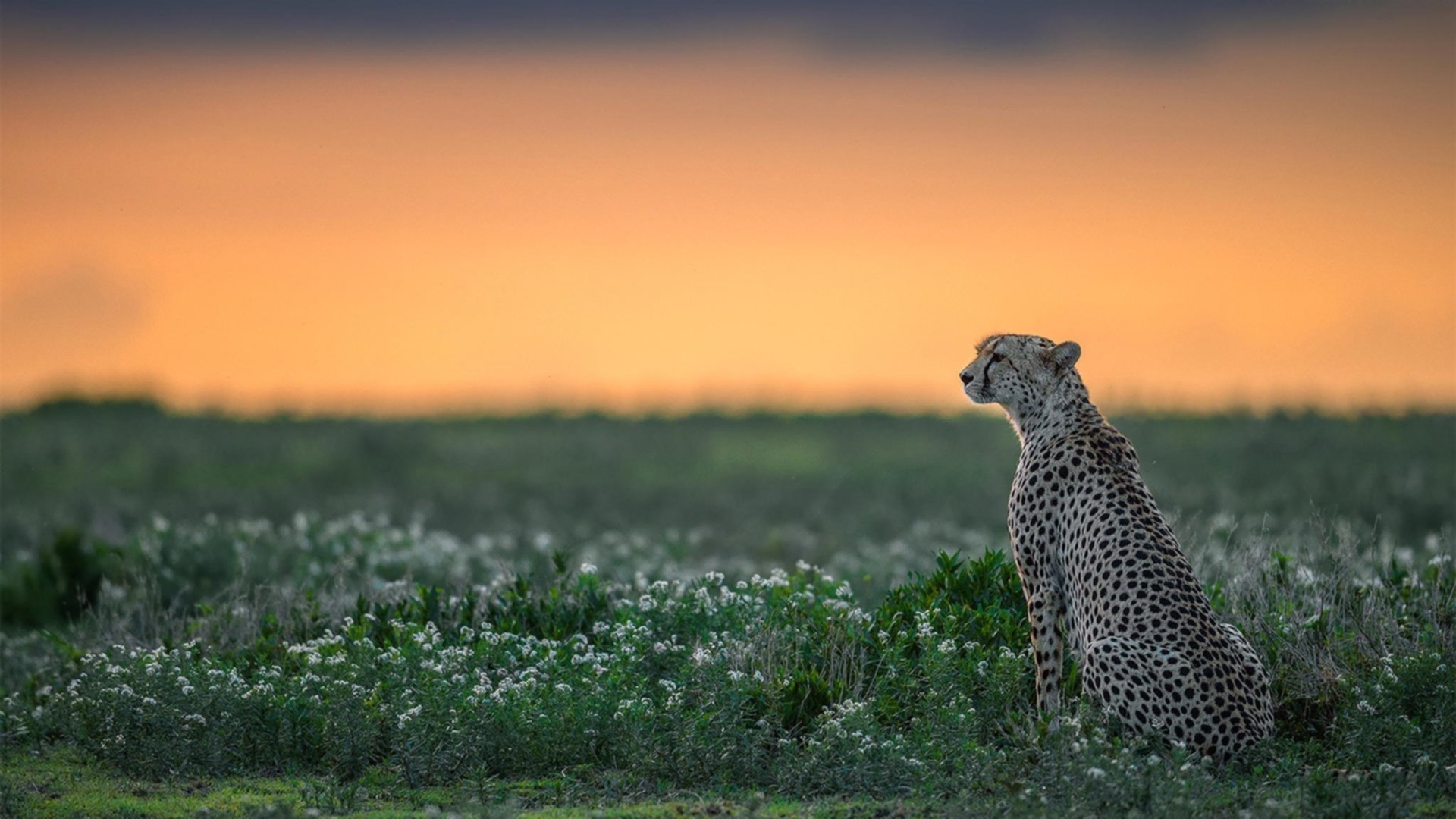 开云官方-CBA联赛引入先进训练设备，cba 训练
